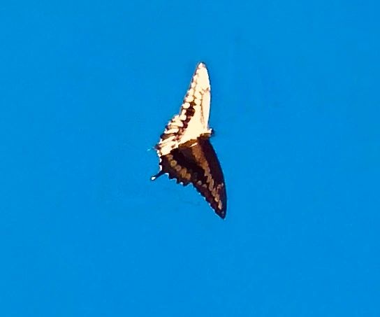 A butterfly in a clear blue sky